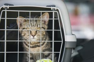 Lire la suite à propos de l’article Comment choisir une cage pour attraper un chat en toute sécurité