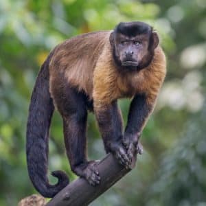 Lire la suite à propos de l’article Le singe capucin domestique : un compagnon particulier